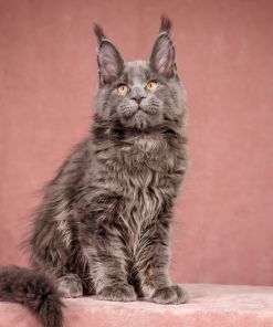 WhatsApp Image 2026 01 05 at 9.06.27 AM 2