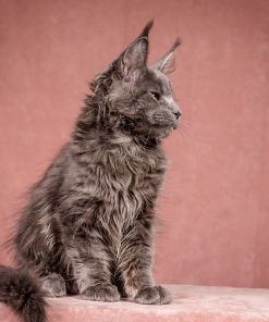 WhatsApp Image 2026 01 05 at 9.06.28 AM 2