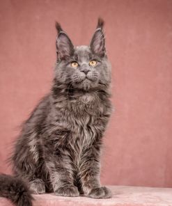 WhatsApp Image 2026 01 05 at 9.06.28 AM