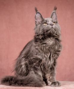 WhatsApp Image 2026 01 05 at 9.06.28 AM 3