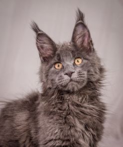 WhatsApp Image 2026 01 05 at 9.06.29 AM 2