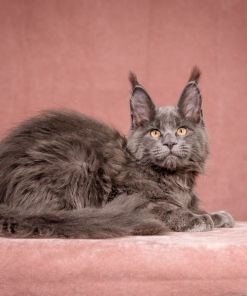 WhatsApp Image 2026 01 05 at 9.06.29 AM