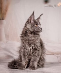 WhatsApp Image 2026 01 05 at 9.06.29 AM 4