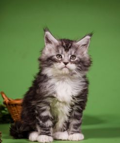 WhatsApp Image 2026 01 05 at 9.10.52 AM