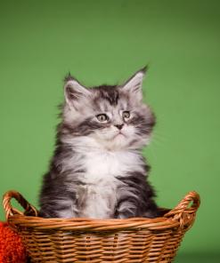 WhatsApp Image 2026 01 05 at 9.12.41a AM