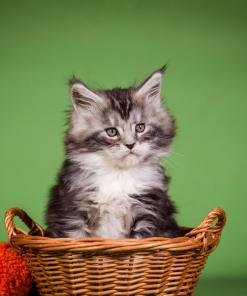 WhatsApp Image 2026 01 05 at 9.12.42 AM