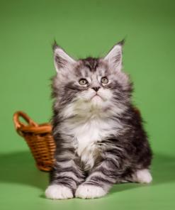 WhatsApp Image 2026 01 05 at 9.12.42a AM