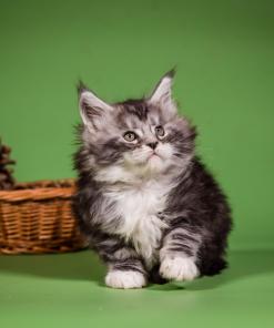 WhatsApp Image 2026 01 05 at 9.12.42b AM