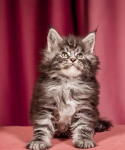 Elton Maine Coon Silver Marble Male Kitten /sold 23 WhatsApp Image 2026 01 05 at 9.17.20 AM 1