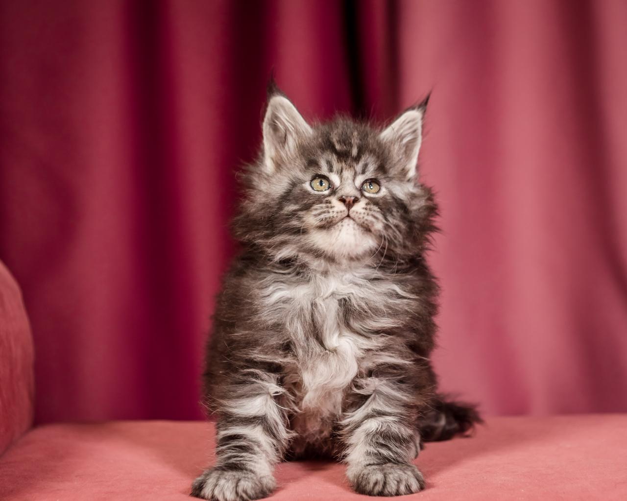 Elton Maine Coon Silver Marble Male Kitten /sold 12 WhatsApp Image 2026 01 05 at 9.17.20 AM 1