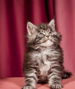 Elton Maine Coon Silver Marble Male Kitten /sold 22 WhatsApp Image 2026 01 05 at 9.17.21 AM