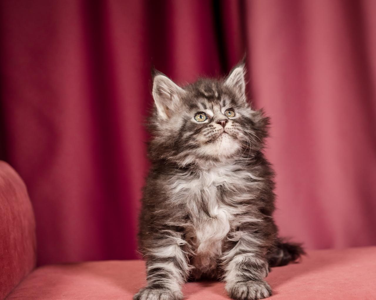 Elton Maine Coon Silver Marble Male Kitten /sold 11 WhatsApp Image 2026 01 05 at 9.17.21 AM