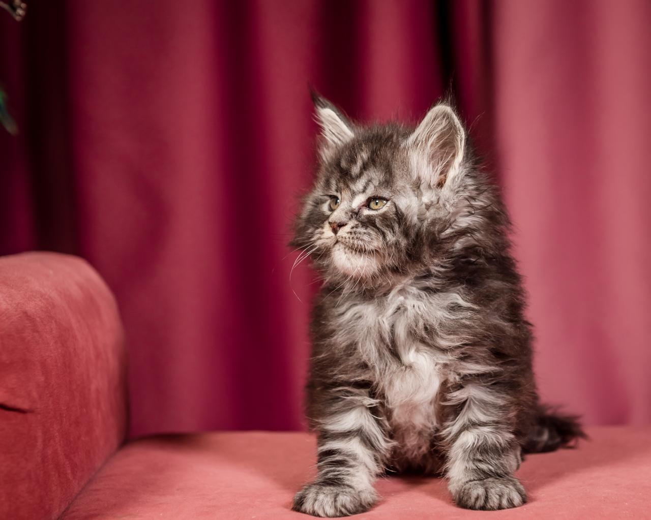Elton Maine Coon Silver Marble Male Kitten /sold 10 WhatsApp Image 2026 01 05 at 9.17.21a AM