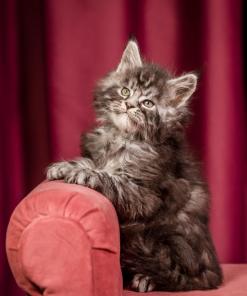 Elton Maine Coon Silver Marble Male Kitten /sold 20 WhatsApp Image 2026 01 05 at 9.17.21b AM
