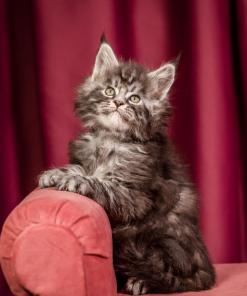 Elton Maine Coon Silver Marble Male Kitten /sold 19 WhatsApp Image 2026 01 05 at 9.17.21c AM