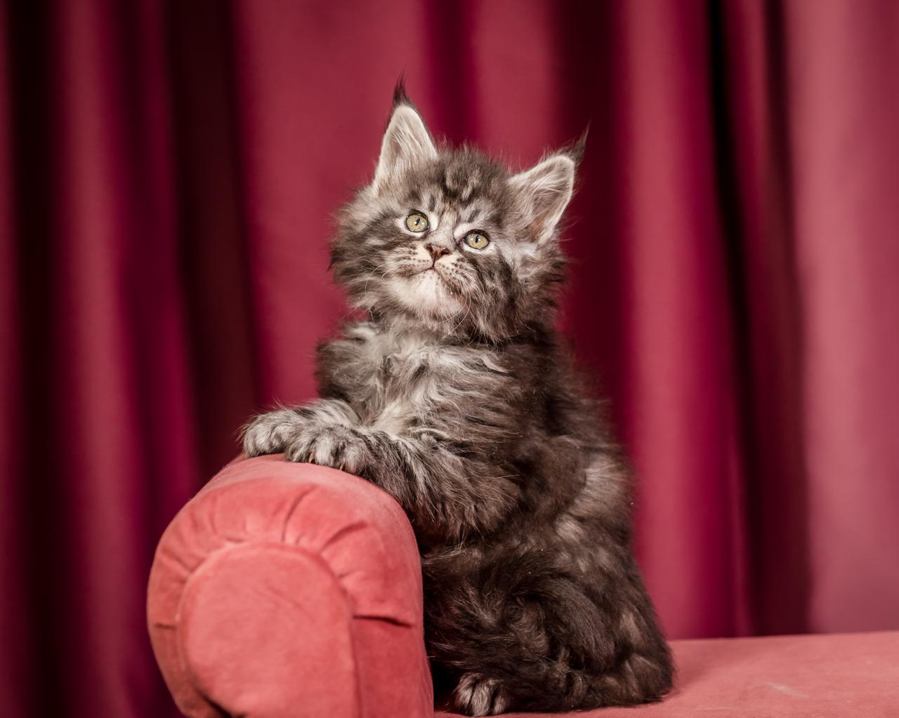Elton Maine Coon Silver Marble Male Kitten /sold 8 WhatsApp Image 2026 01 05 at 9.17.21c AM