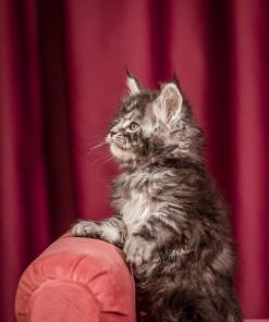 Elton Maine Coon Silver Marble Male Kitten /sold 18 WhatsApp Image 2026 01 05 at 9.17.21dAM