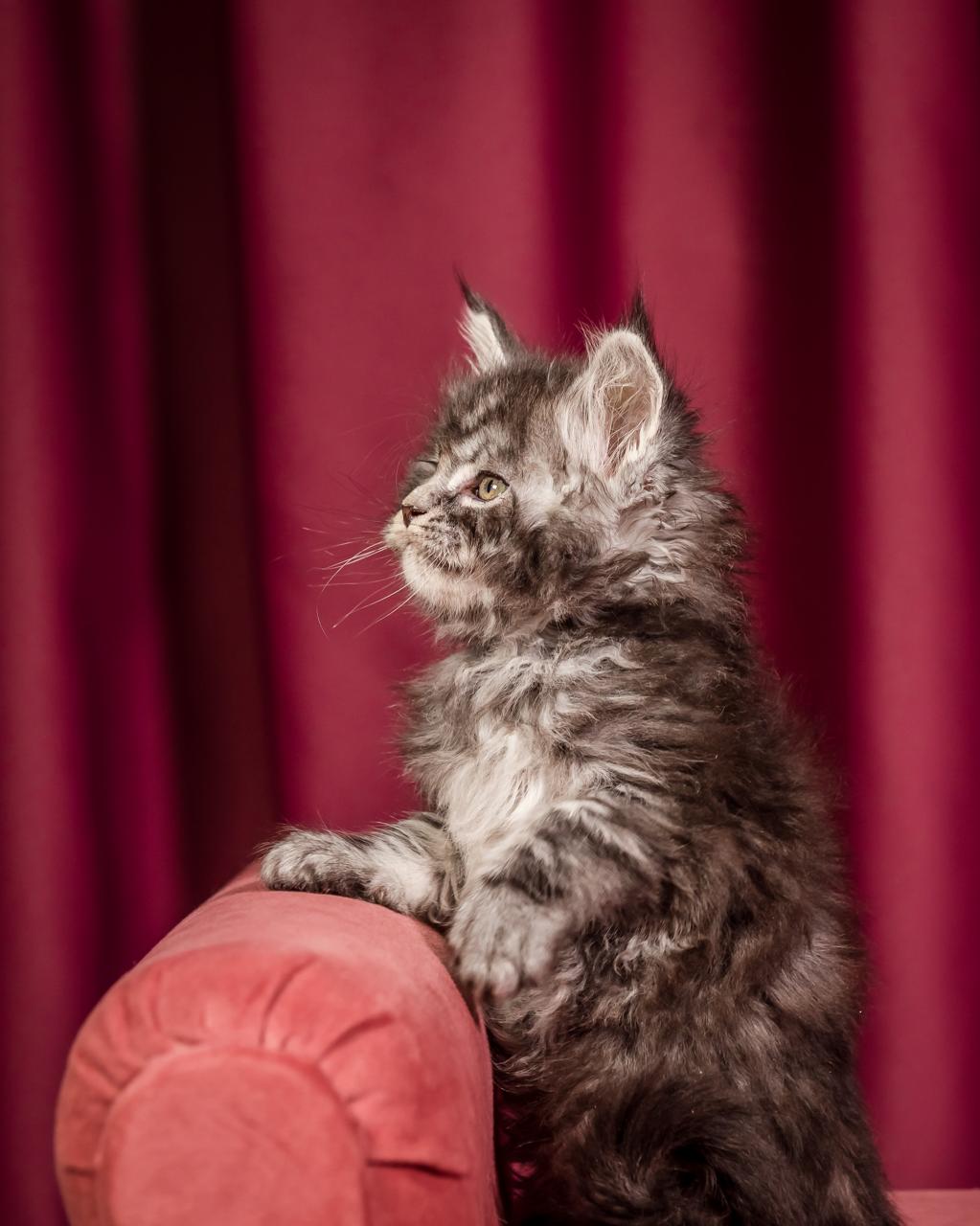Elton Maine Coon Silver Marble Male Kitten /sold 7 WhatsApp Image 2026 01 05 at 9.17.21dAM