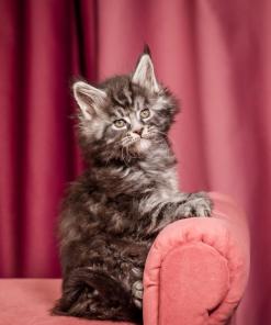 Elton Maine Coon Silver Marble Male Kitten /sold 17 WhatsApp Image 2026 01 05 at 9.17.21e AM