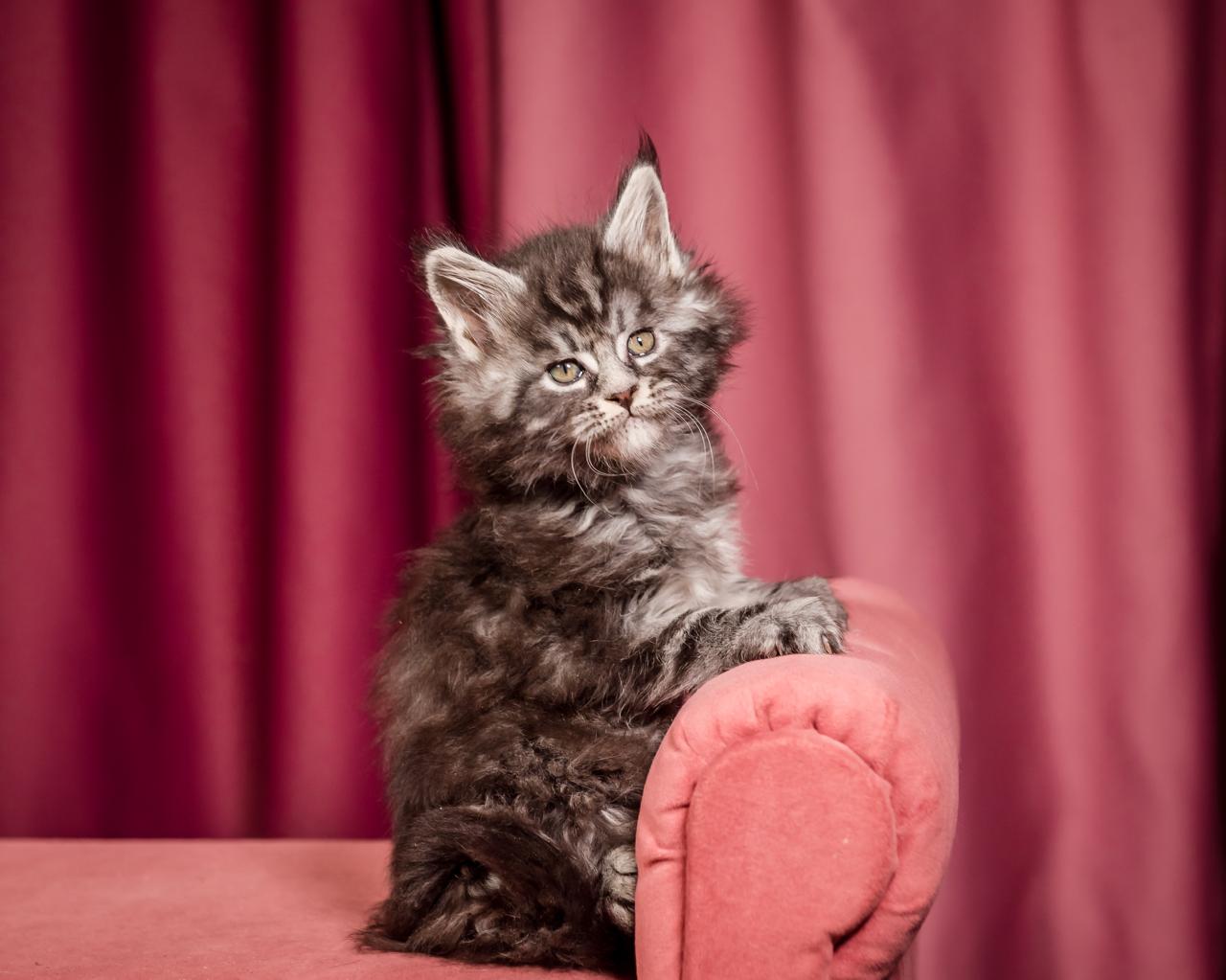 Elton Maine Coon Silver Marble Male Kitten /sold 6 WhatsApp Image 2026 01 05 at 9.17.21e AM