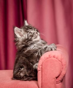 Elton Maine Coon Silver Marble Male Kitten /sold 15 WhatsApp Image 2026 01 05 at 9.17.21f AM