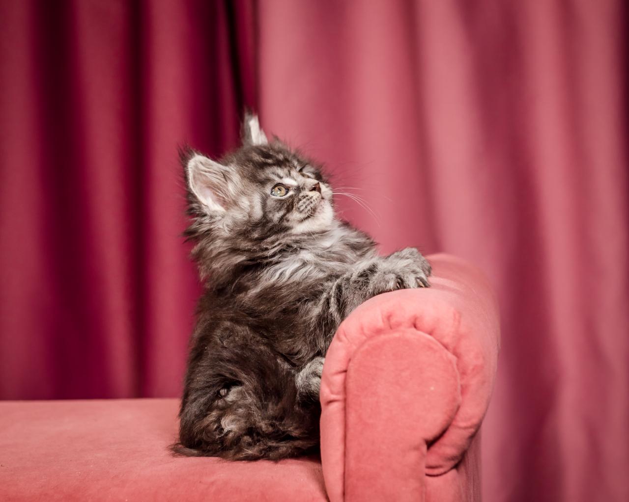 Elton Maine Coon Silver Marble Male Kitten /sold 4 WhatsApp Image 2026 01 05 at 9.17.21f AM