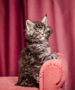 Elton Maine Coon Silver Marble Male Kitten /sold 16 WhatsApp Image 2026 01 05 at 9.17.21g AM