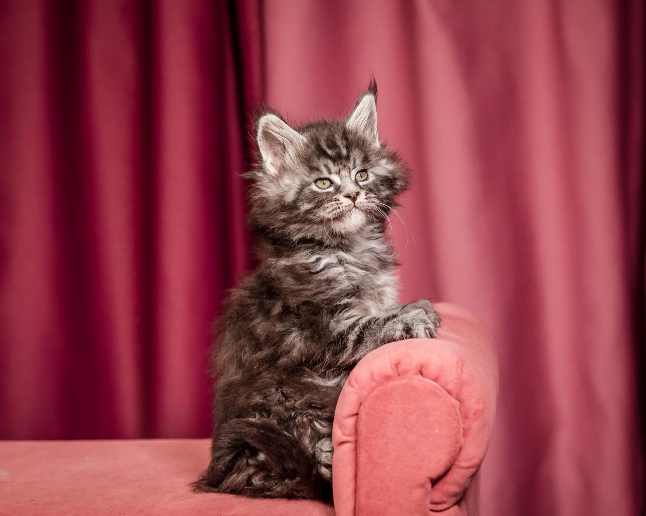 Elton Maine Coon Silver Marble Male Kitten /sold 5 WhatsApp Image 2026 01 05 at 9.17.21g AM