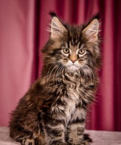 WhatsApp Image 2026 01 05 at 9.32.55b AM 1