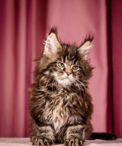 WhatsApp Image 2026 01 05 at 9.32.55dAM