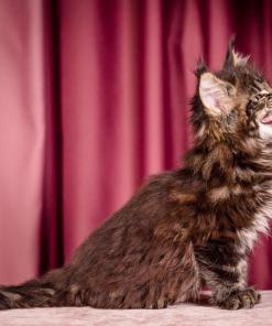 WhatsApp Image 2026 01 05 at 9.32.55f AM