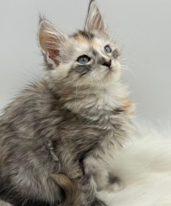 Calliope Maine Coon Shaded with Blue Eyes Female Kitten/ available 23 01a2a555 72dd 4828 bd97 0545cd382bf5
