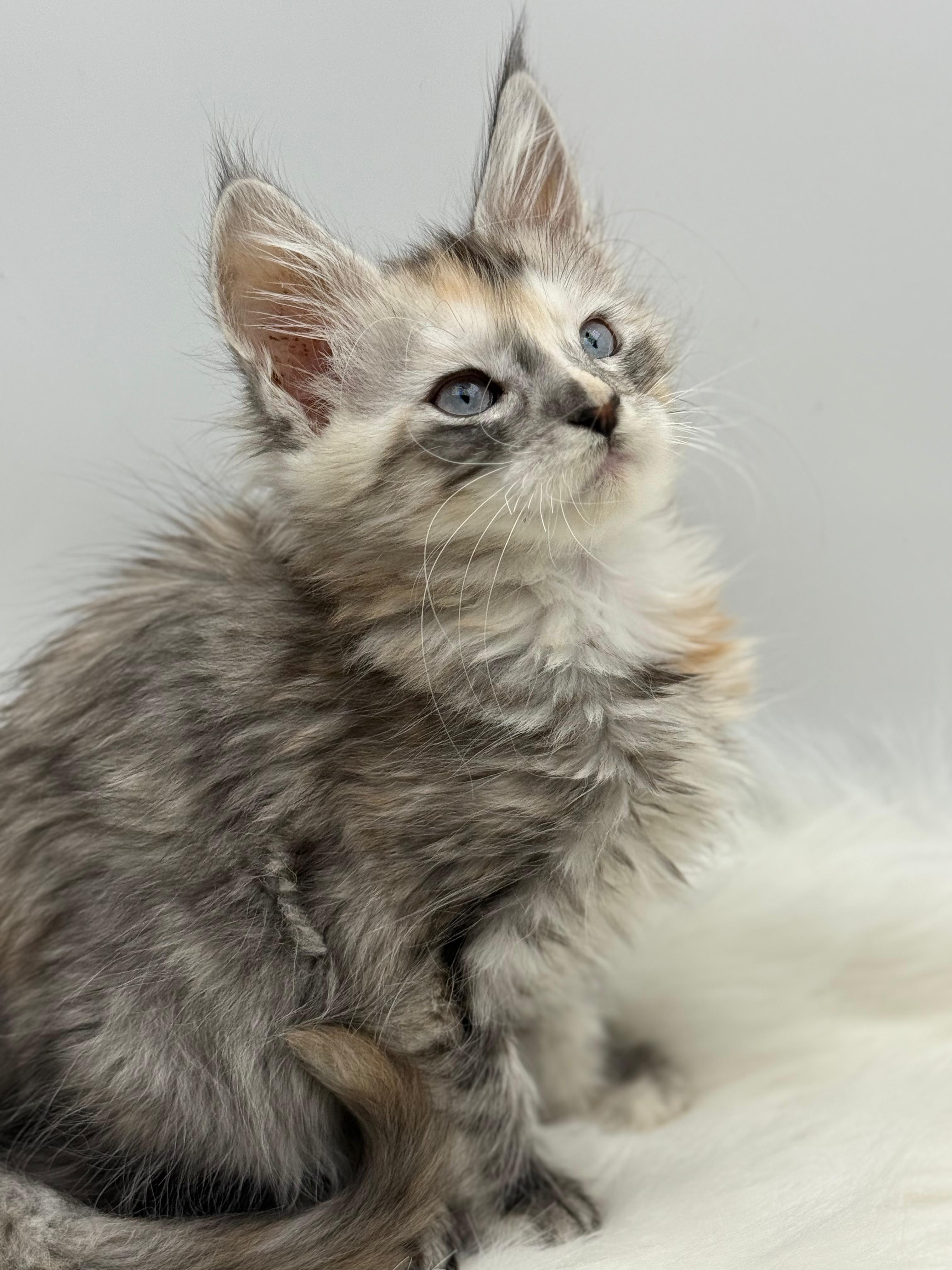 Calliope Maine Coon Shaded with Blue Eyes Female Kitten/ available 9 01a2a555 72dd 4828 bd97 0545cd382bf5