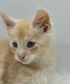 05a7dcfb cea5 4206 b935 16059289c8e9