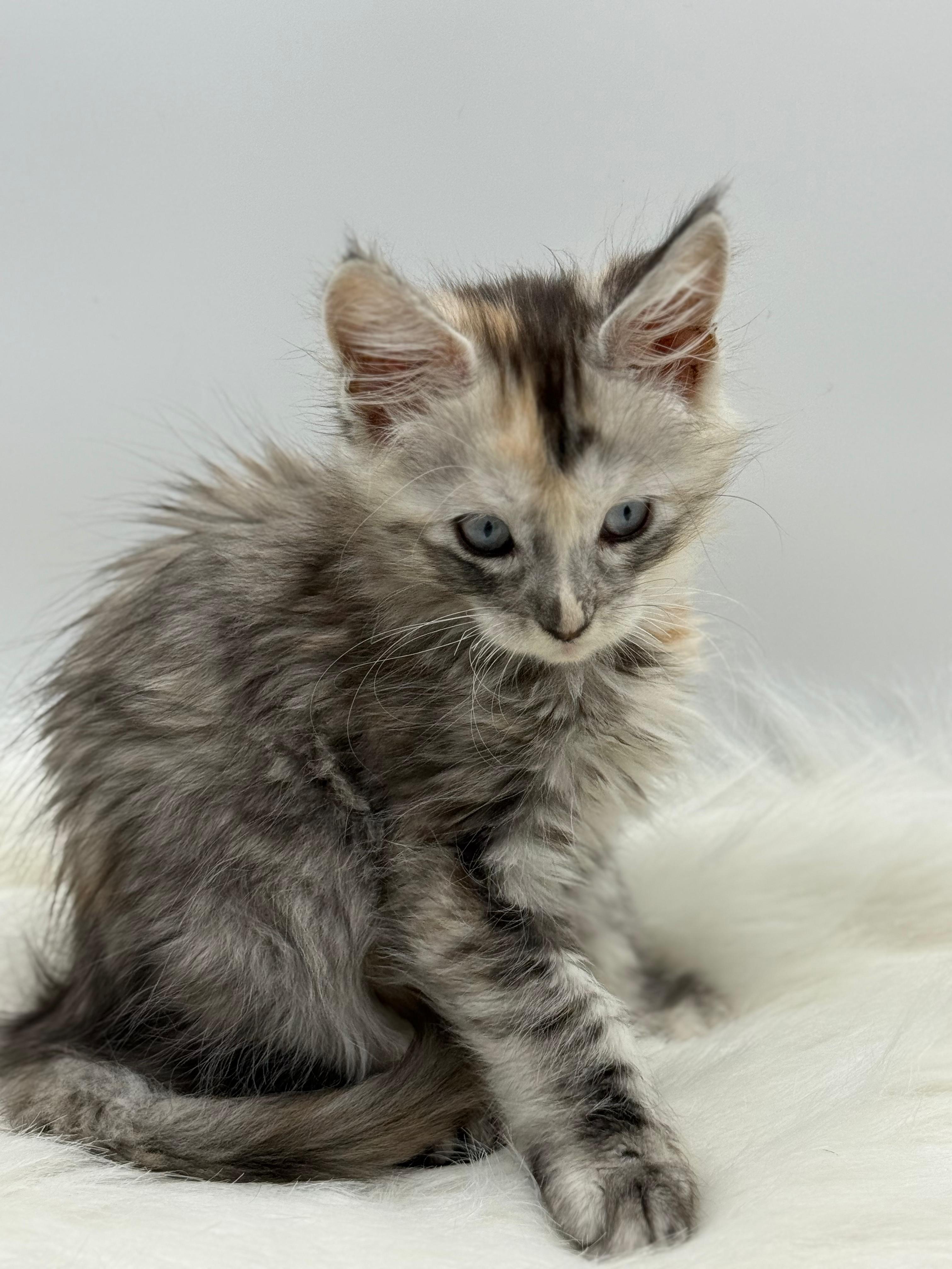 Calliope Maine Coon Shaded with Blue Eyes Female Kitten/ available 15 07be5b4a 7bdc 4142 8be6 de818bb0da63