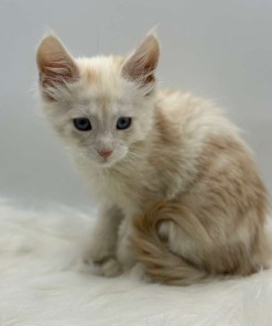 Xanthe Maine coon Cream Blue eyes female/ available 28 1798a653 4da4 47ec a1bd 579872e40f70 1