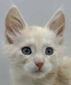 Xanthe Maine coon Cream Blue eyes female/ available 31 24cb92a3 13ff 48aa 887b 208ab332118f 1