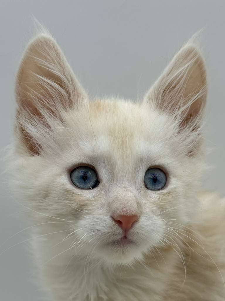Xanthe Maine coon Cream Blue eyes female/ available 17 24cb92a3 13ff 48aa 887b 208ab332118f 1
