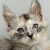Maine coon kitten for sale