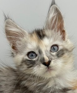 Maine coon kitten for sale