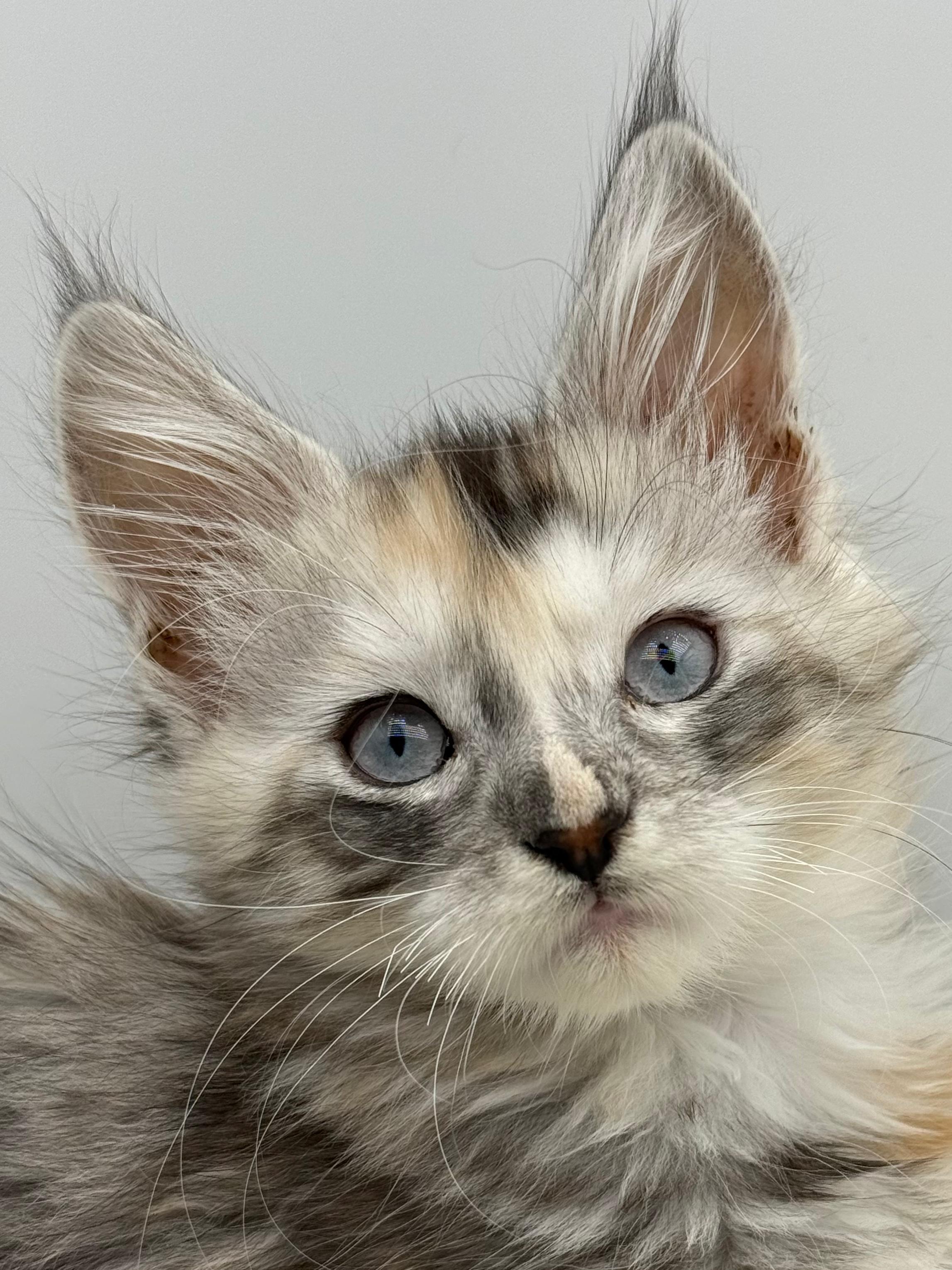 Calliope Maine Coon Shaded with Blue Eyes Female Kitten/ available 2 Maine coon kitten for sale