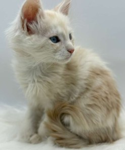Xanthe Maine coon Cream Blue eyes female/ available 21 340baea2 cf69 4216 99b6 323c2990a139 1