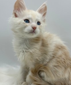 Xanthe Maine coon Cream Blue eyes female/ available 20 36ee1dcb c084 49e5 bb42 a5b413edabbf 1