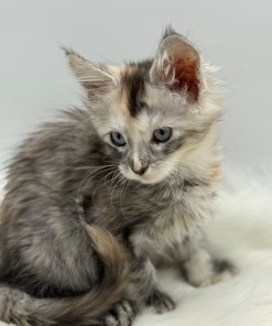 Calliope Maine Coon Shaded with Blue Eyes Female Kitten/ available 18 4b9f8c00 88ee 4110 8e3f 03c553bf3c17