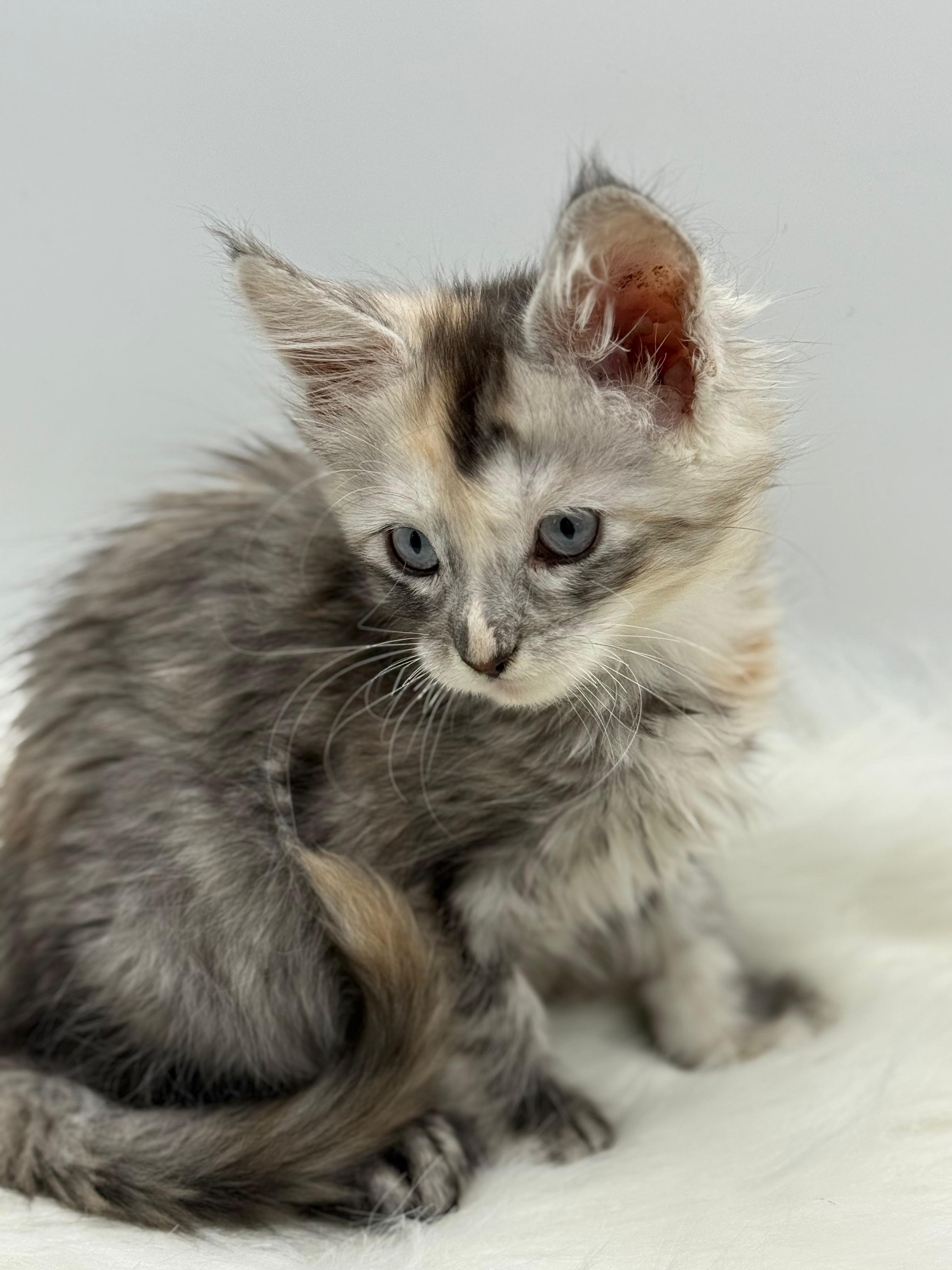 Calliope Maine Coon Shaded with Blue Eyes Female Kitten/ available 4 4b9f8c00 88ee 4110 8e3f 03c553bf3c17