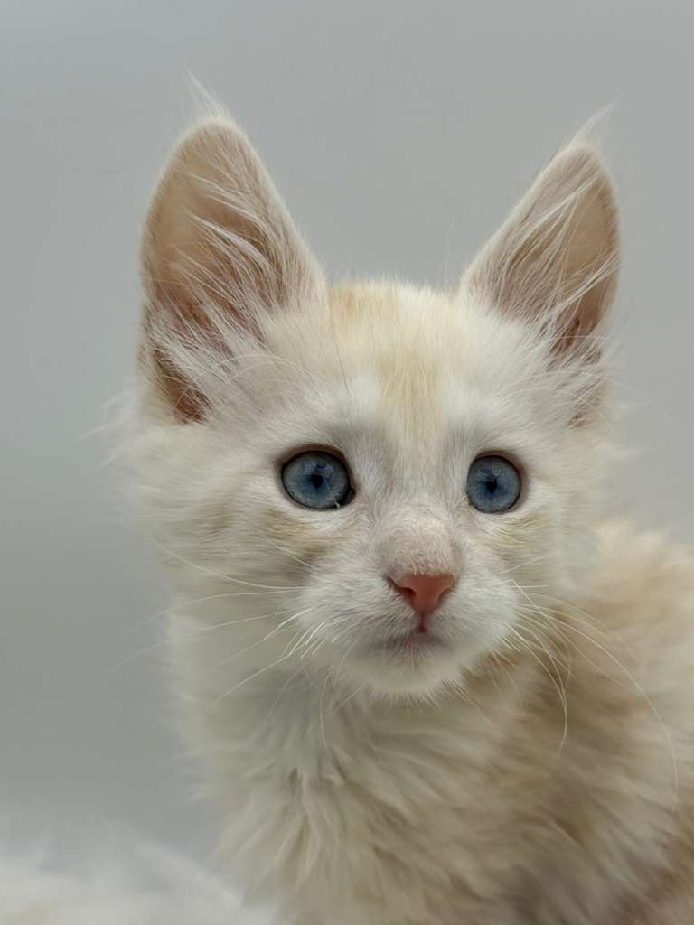 Xanthe Maine coon Cream Blue eyes female/ available 3 639be238 ab6c 4a94 8594 c05483eb60f1 1