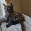 Hershey Maine Coon Black Smoke Male / available 1 maine coon kitten