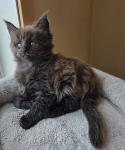 maine coon kitten