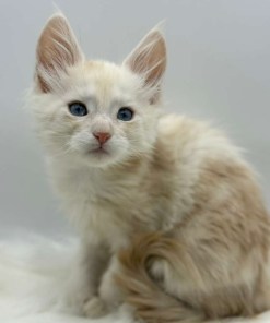 Xanthe Maine coon Cream Blue eyes female/ available 24 6c699e1d d107 4407 b3c2 4dae6d7ff502