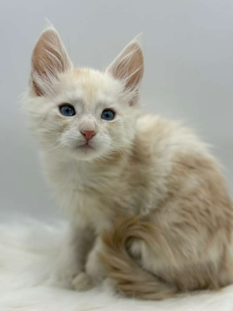 Xanthe Maine coon Cream Blue eyes female/ available 10 6c699e1d d107 4407 b3c2 4dae6d7ff502